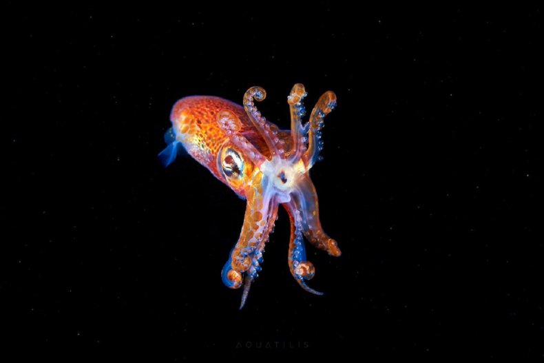 Underwater images in the Arctic sea.