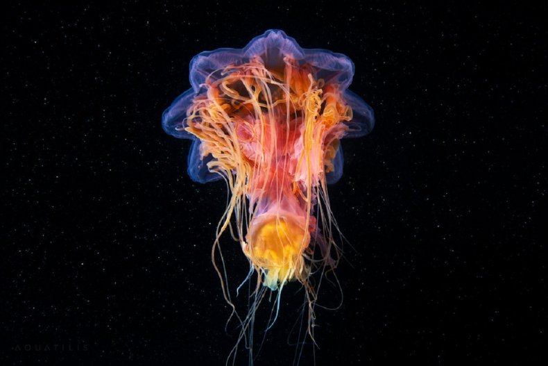 Underwater images in the Arctic sea.