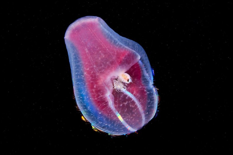 Underwater images in the Arctic sea.