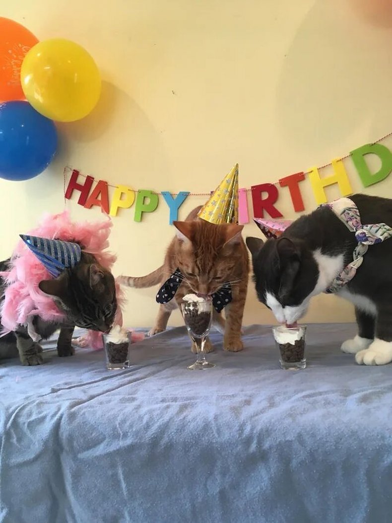 Reddit cat party