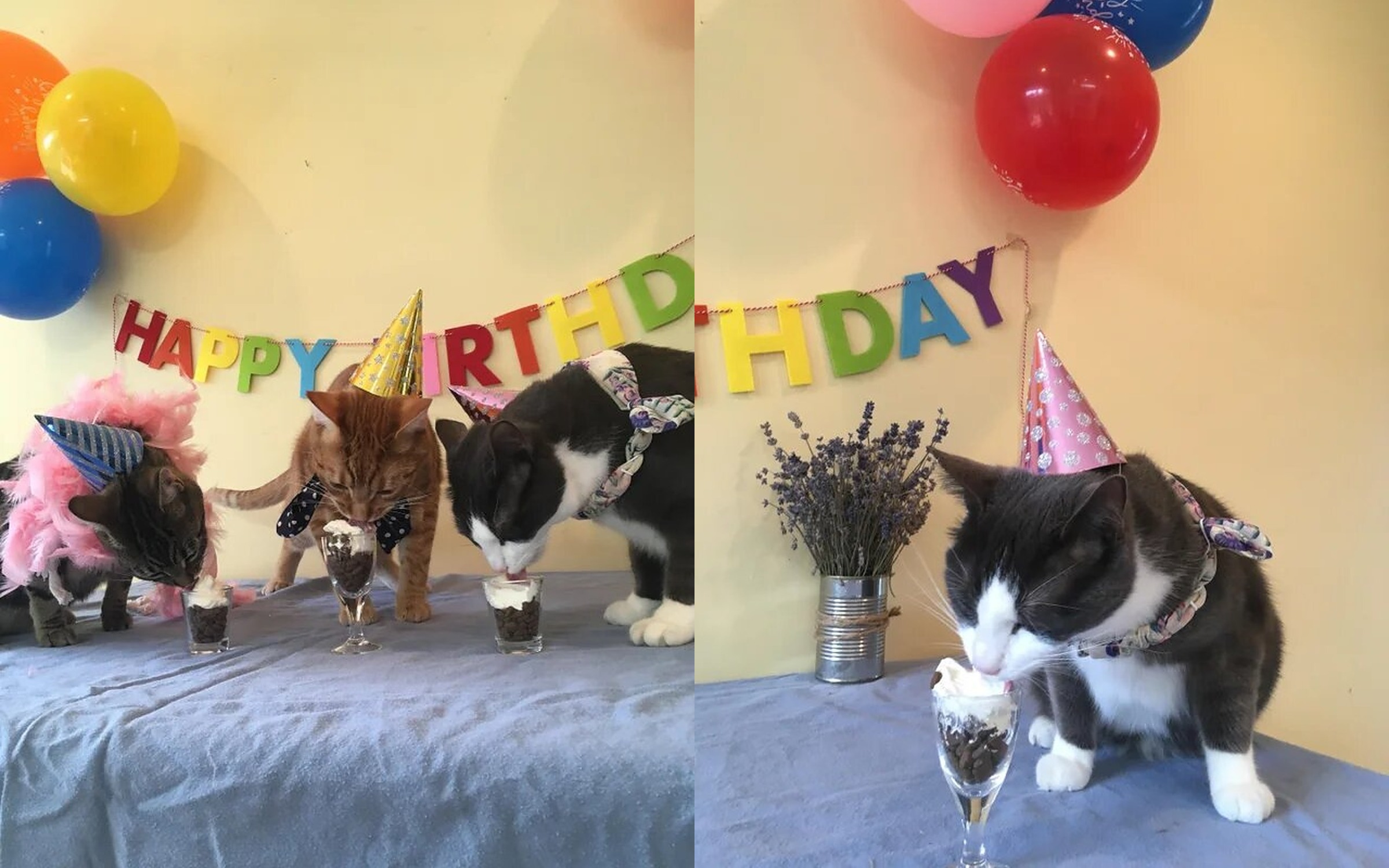 Cat Birthday Party Activities