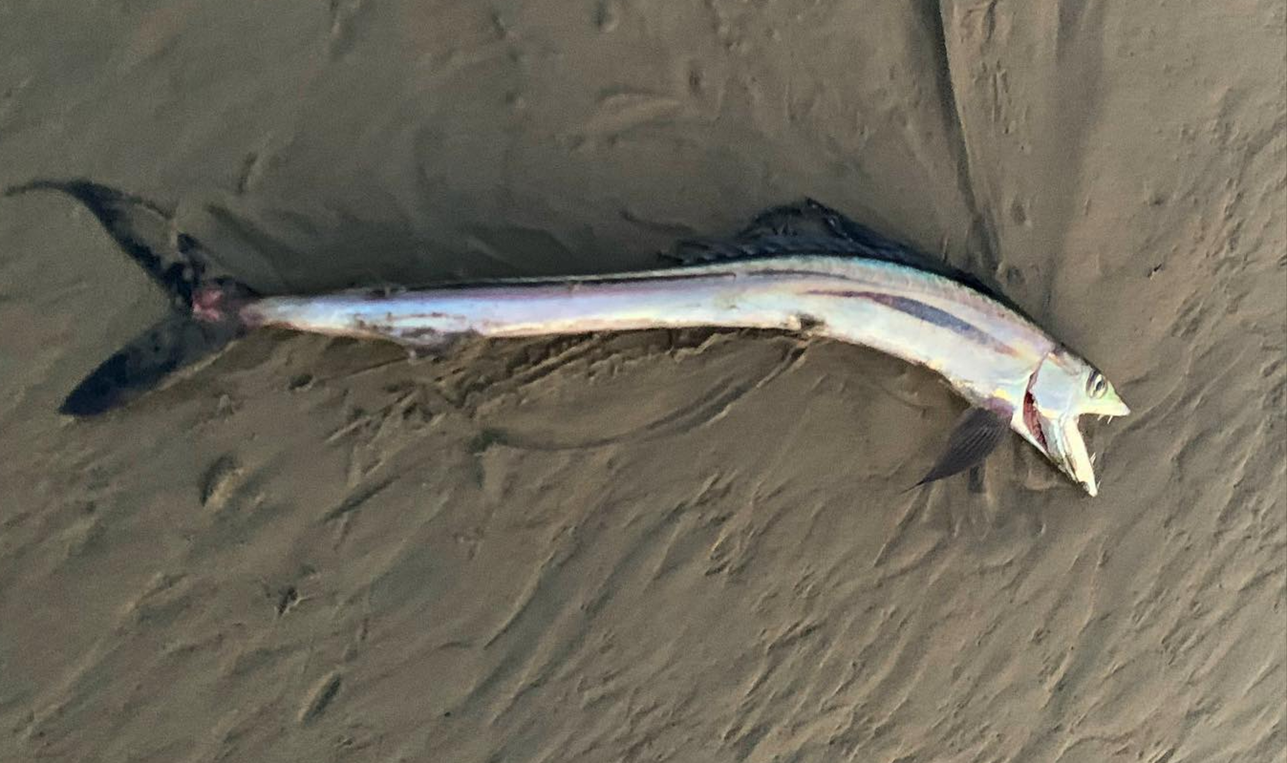 Cannibal Fish with Fangs Washes up on California Beach