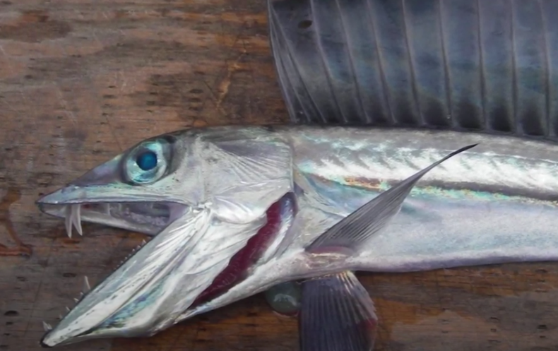 lancetfish
