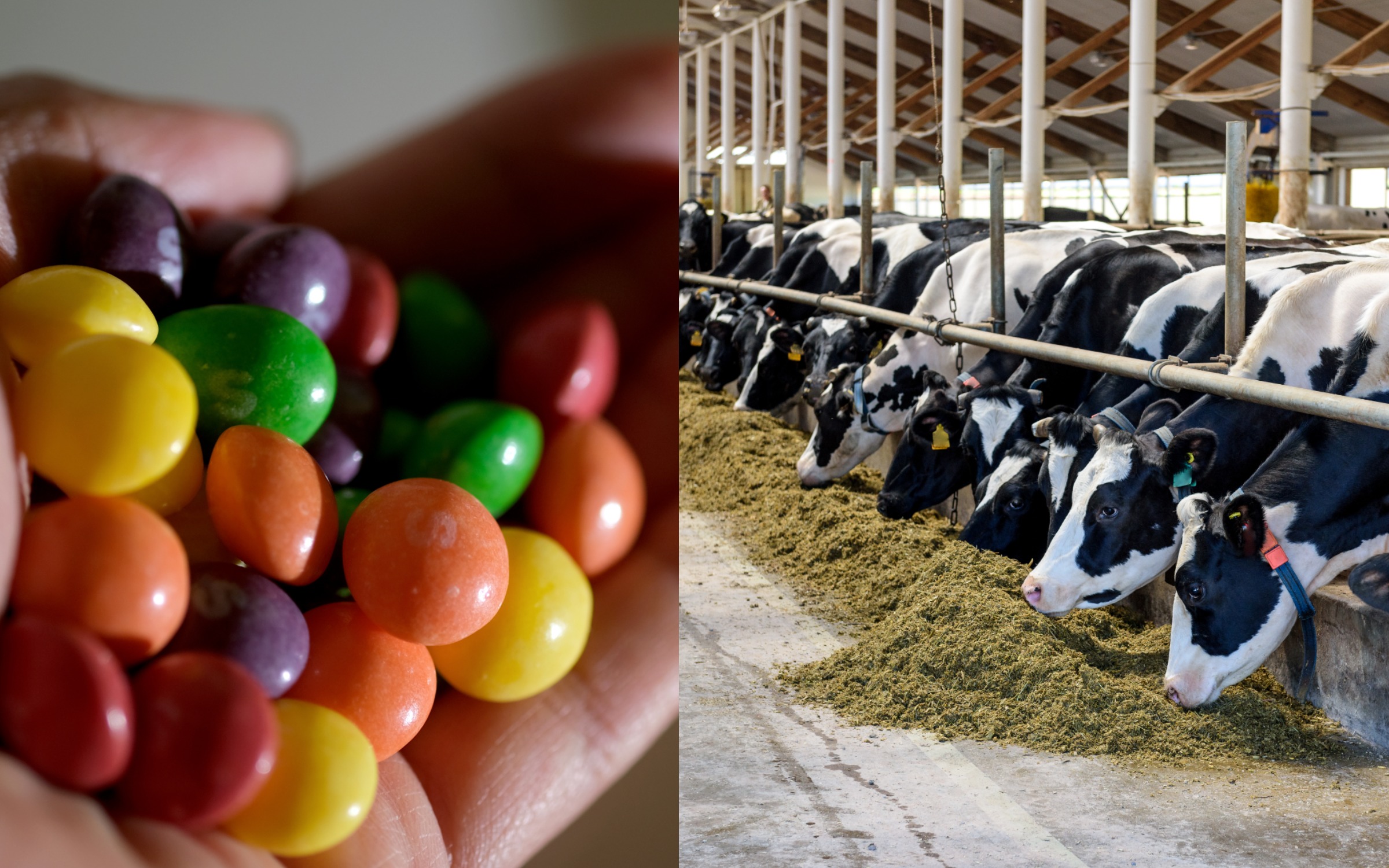 Dairy Farmer Reveals Surprising Reason Cows Eat Skittles Dairy Farmer Reveals Surprising Reason Cows Eat Skittles