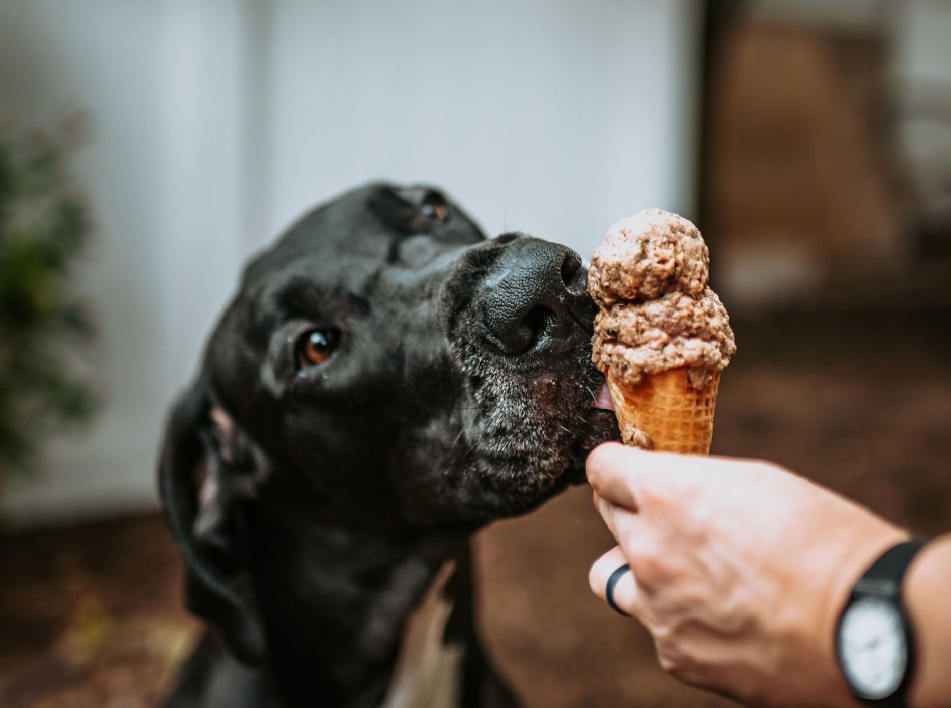 Dog eating ice cream