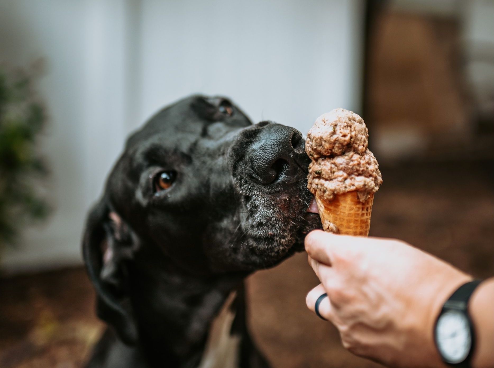 can dogs lick chocolate ice cream