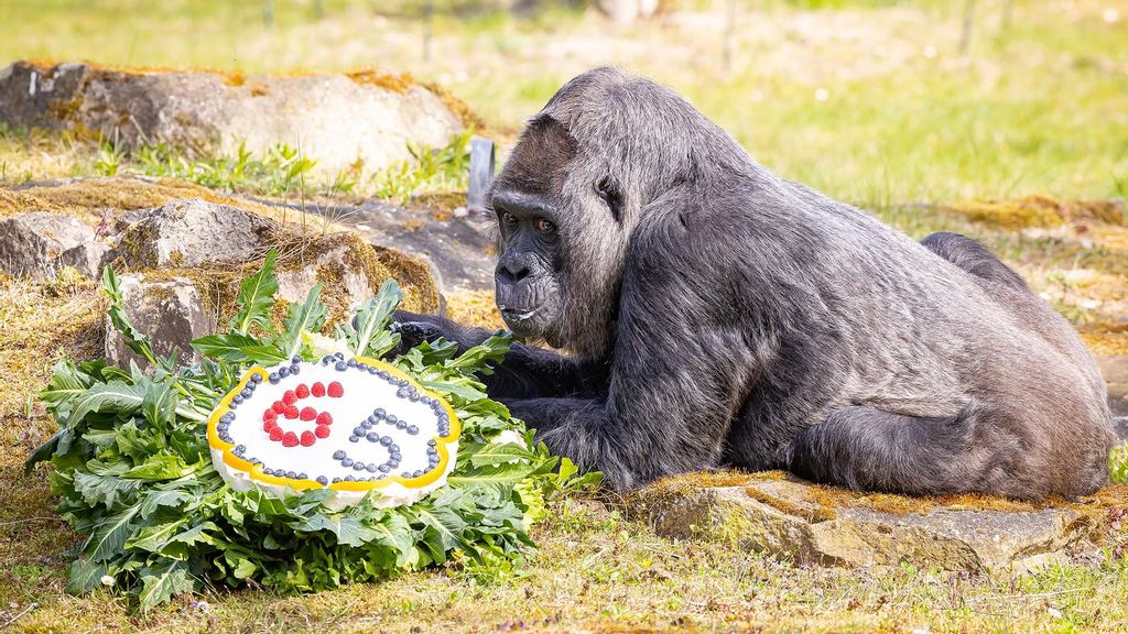 pFatou, the oldest female gorilla in the world, is celebrating her 65th birthday at Zoo Berlin, in Germany, in April, 2022. (Berlin Zoo/Zenger)/p
