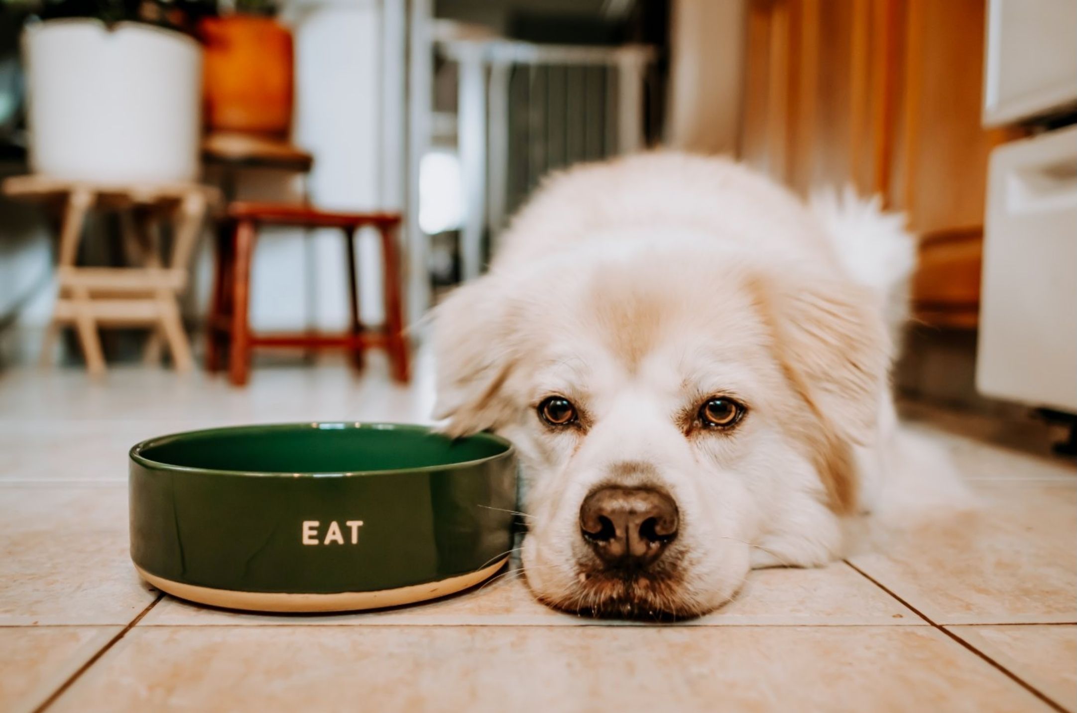 Dog next to food bowl