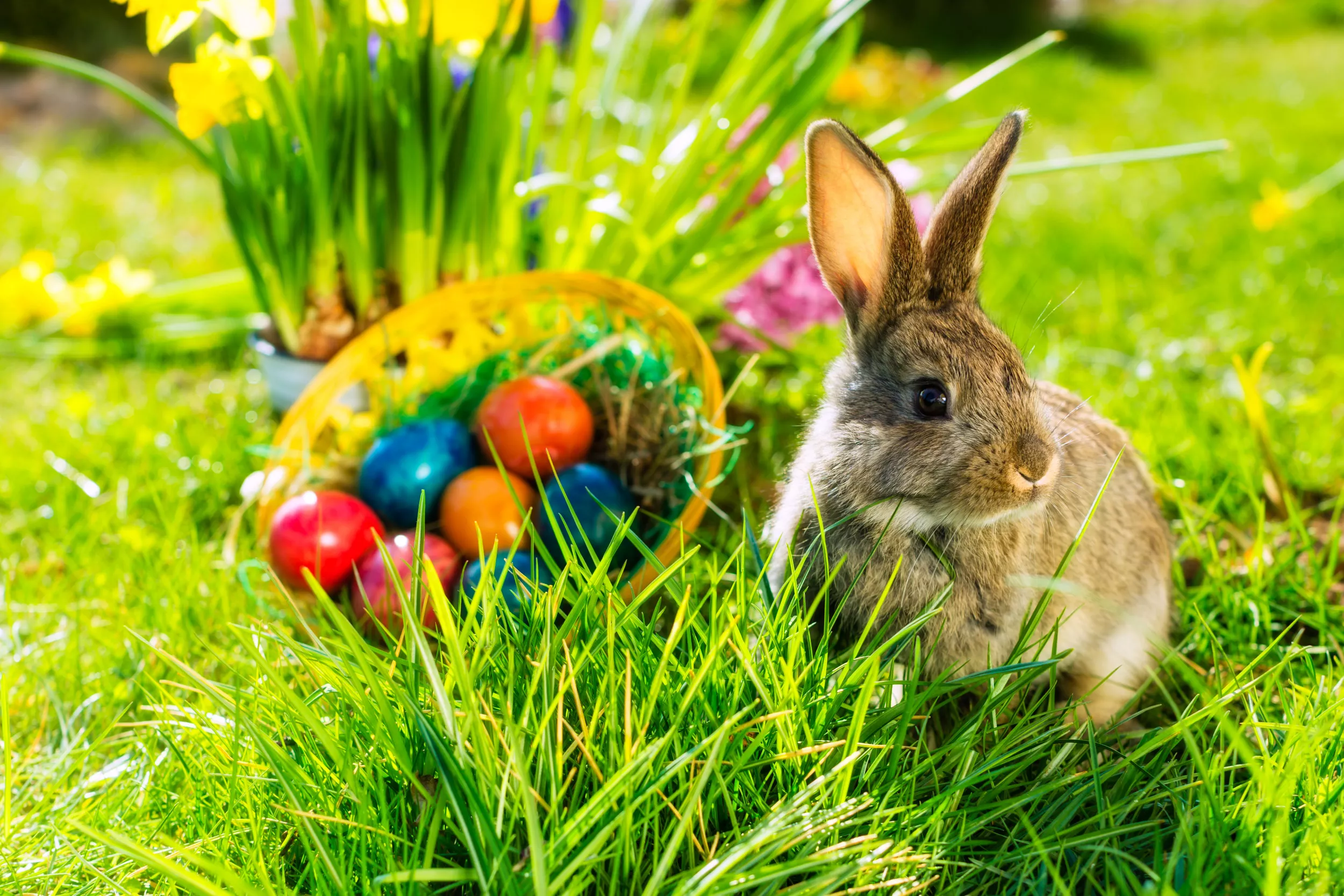 Surprise Visit From Easter Bunny Goes 'Terribly Wrong' in Hilarious Clip - Vimarsana News