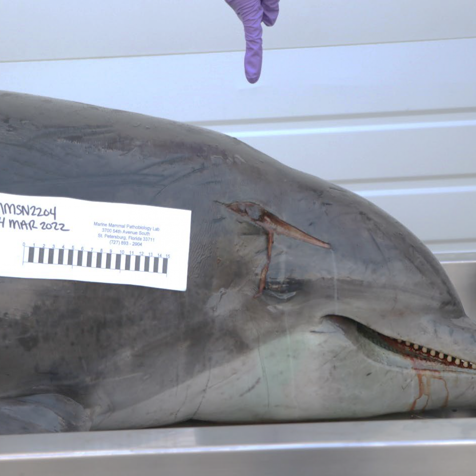 Dolphin Impaled in Head in Florida Leaves Officials Scrambling