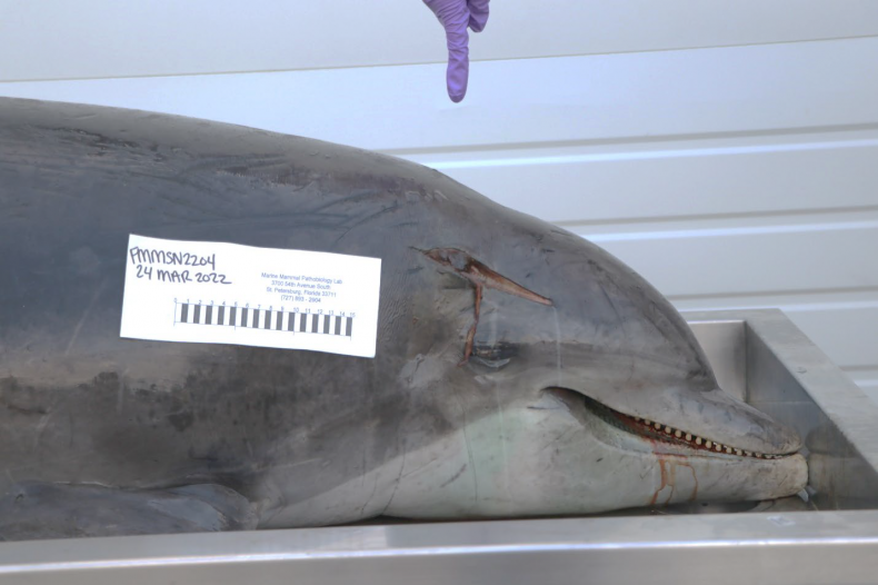 Dolphin Impaled in Head in Florida
