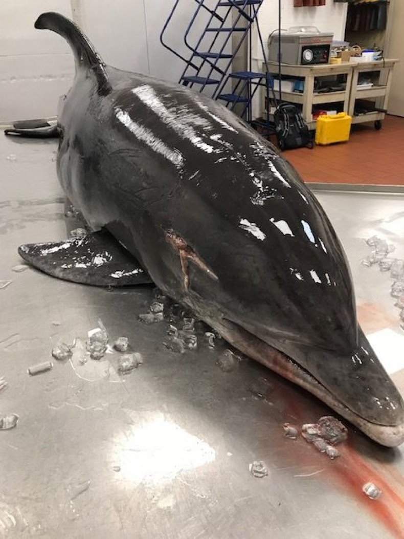 Dolphin Impaled in Head in Florida 2