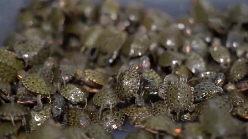 Turtles seized in Colombia
