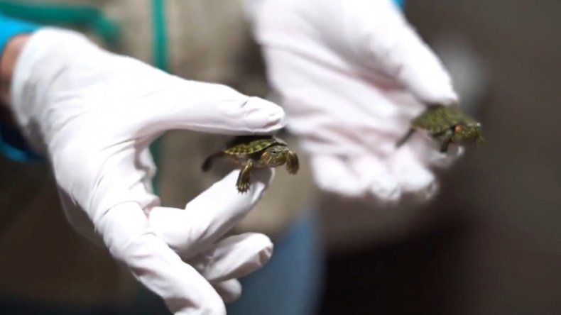 Turtles seized in Colombia