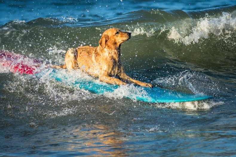 lily dog surfing championships shark surfboard surf