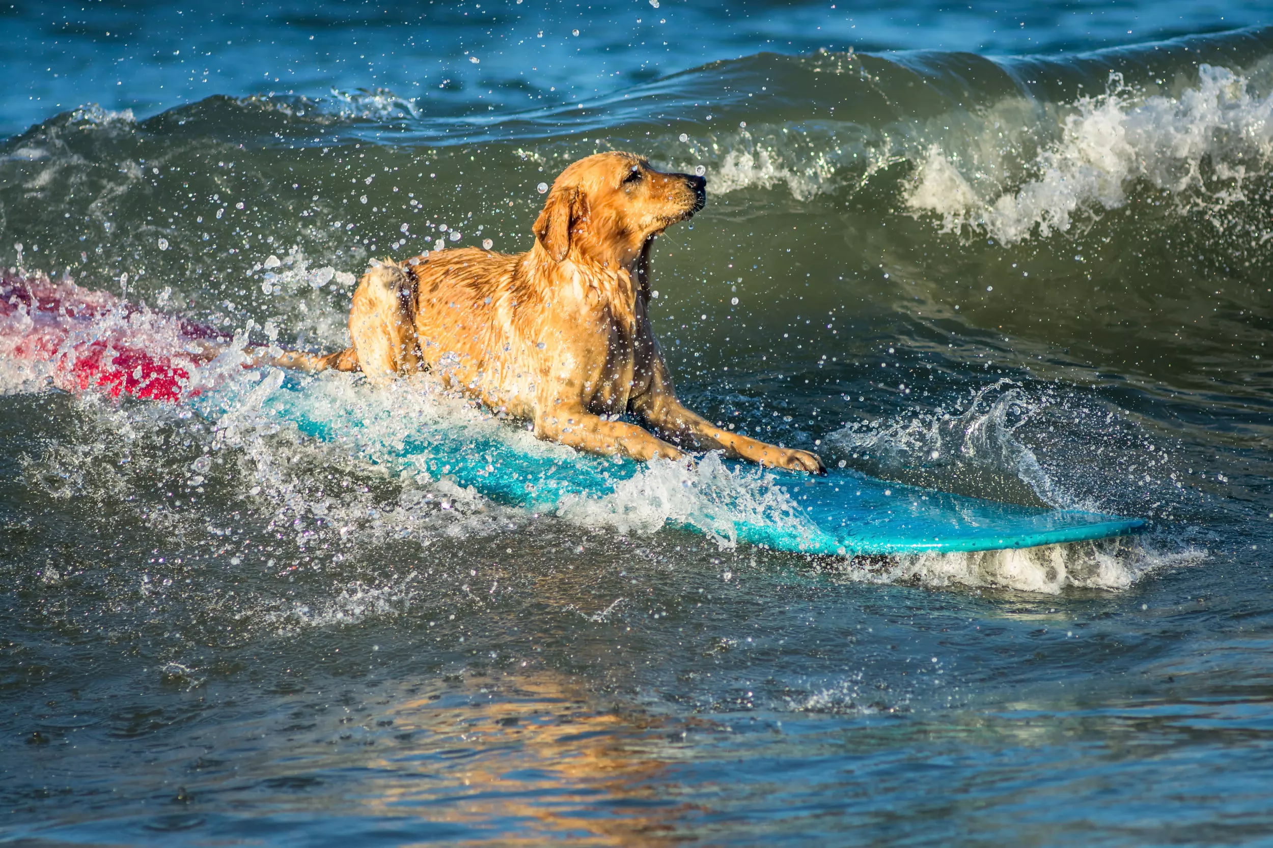 Yellow Lab Wins Dog Surfing Championship After Sharks Cause Half-Hour Delay - Vimarsana News