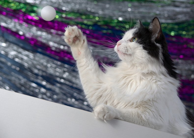 A cat playing with ping pong ball.