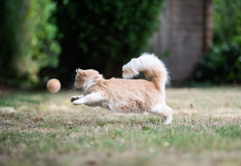 Cat chasing a ball outdoors.