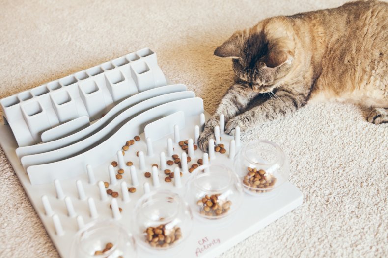 A cat playing with a puzzle feeder.