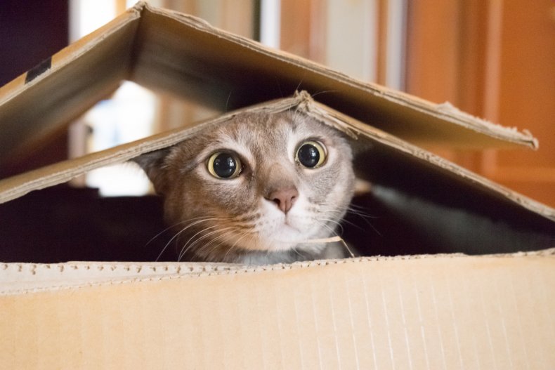 A cat peeking out of cardboard box.
