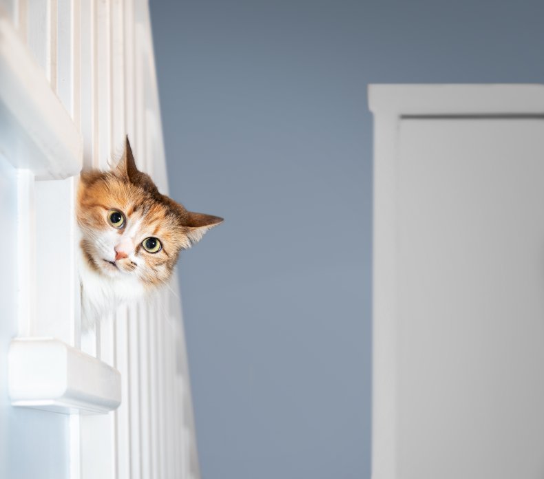 A cat looking out through staircase.