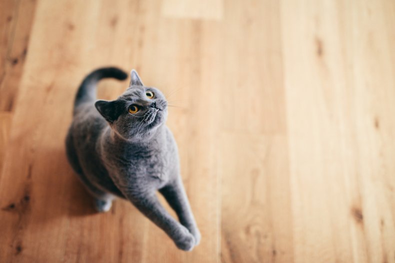 A cat looking up at a target.