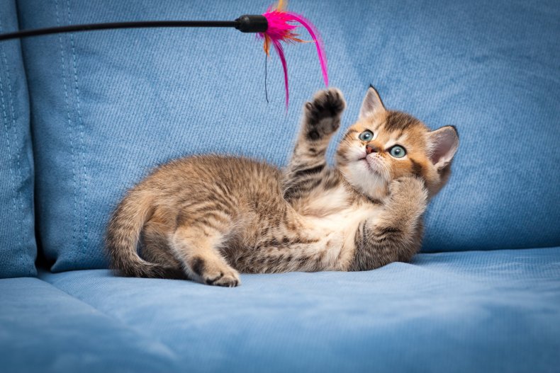 A kitten playing with a wand toy.