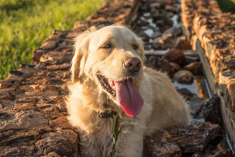 Golden Retriever relaxing