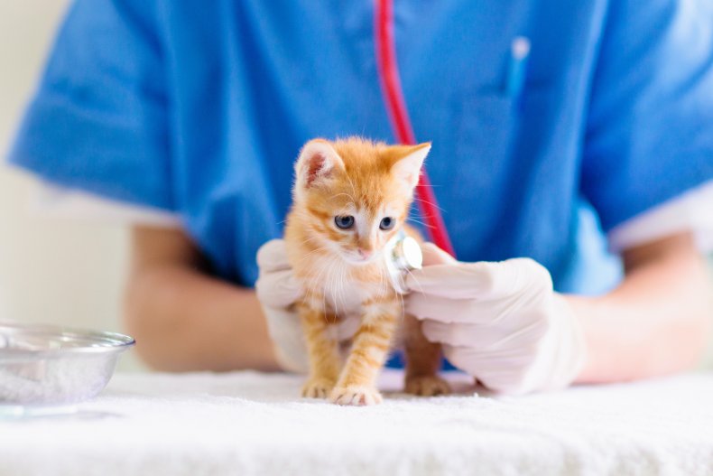 A kitten is being examined by a veterinarian.
