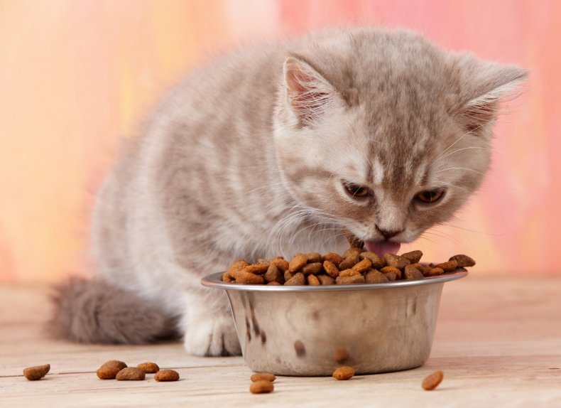 A kitten eats from a bowl. 