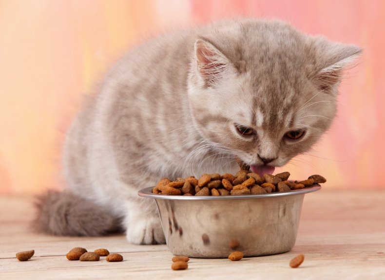 A kitten eating from a bowl.