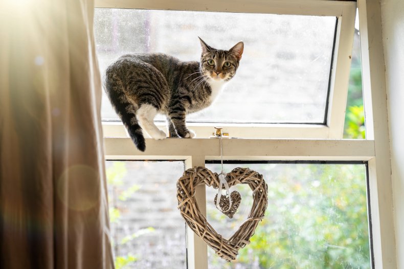 A cat on the edge of window.