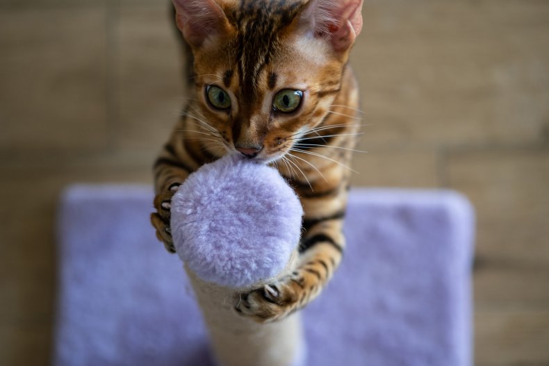 A kitten touching a scratching post.