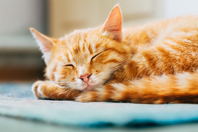 A ginger cat sleeping.