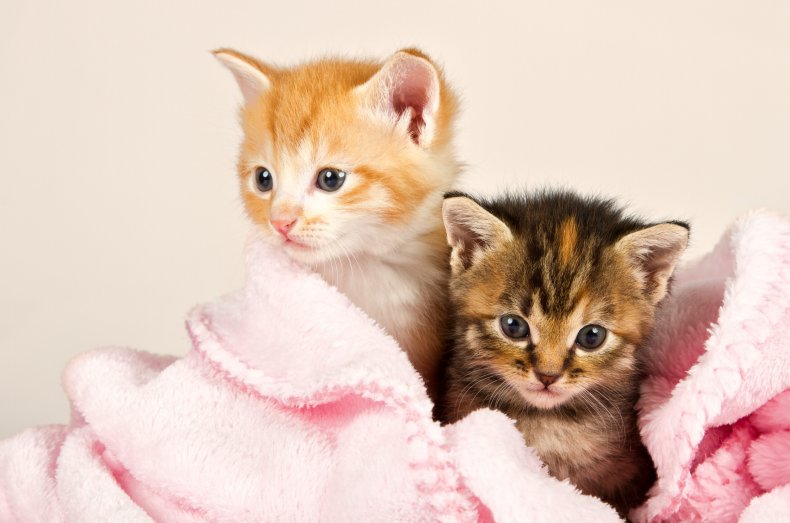 Two tiny kittens wrapped in a blanket.
