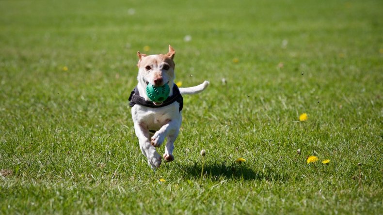 Dog playing with ball