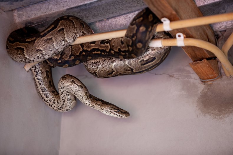 Snake falls from ceiling in video