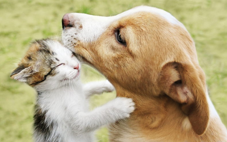 A dog licking a kitten.