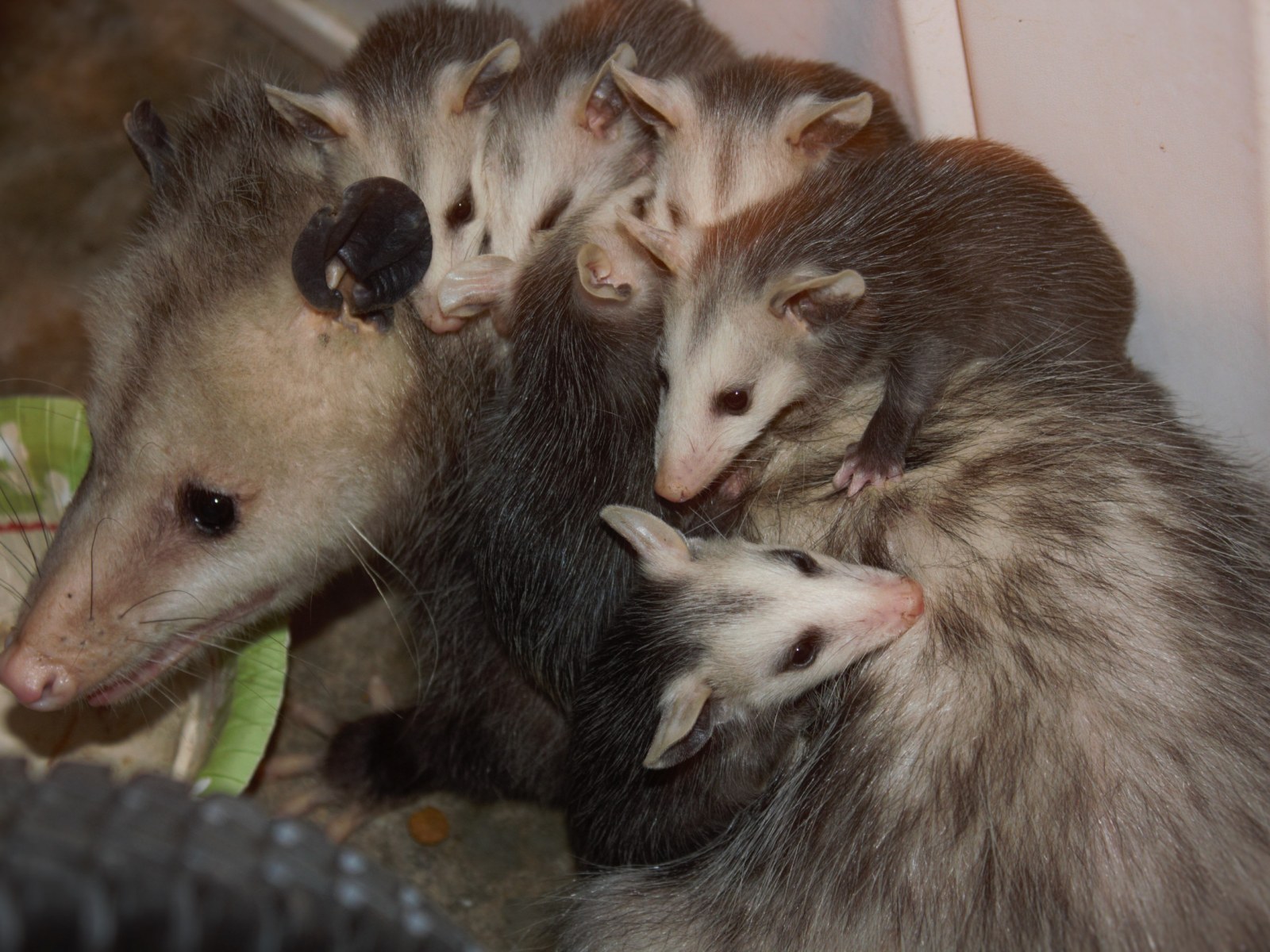 Opossum Mom Accidentally Knocks Babies Off Her Back In Cute Clip Opossum Mom Accidentally Knocks Babies Off Her Back In Cute Clip