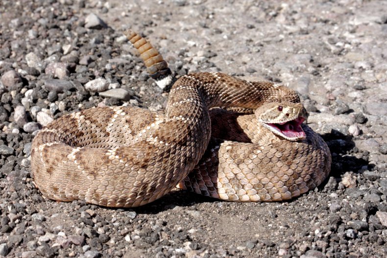 Rattlesnake