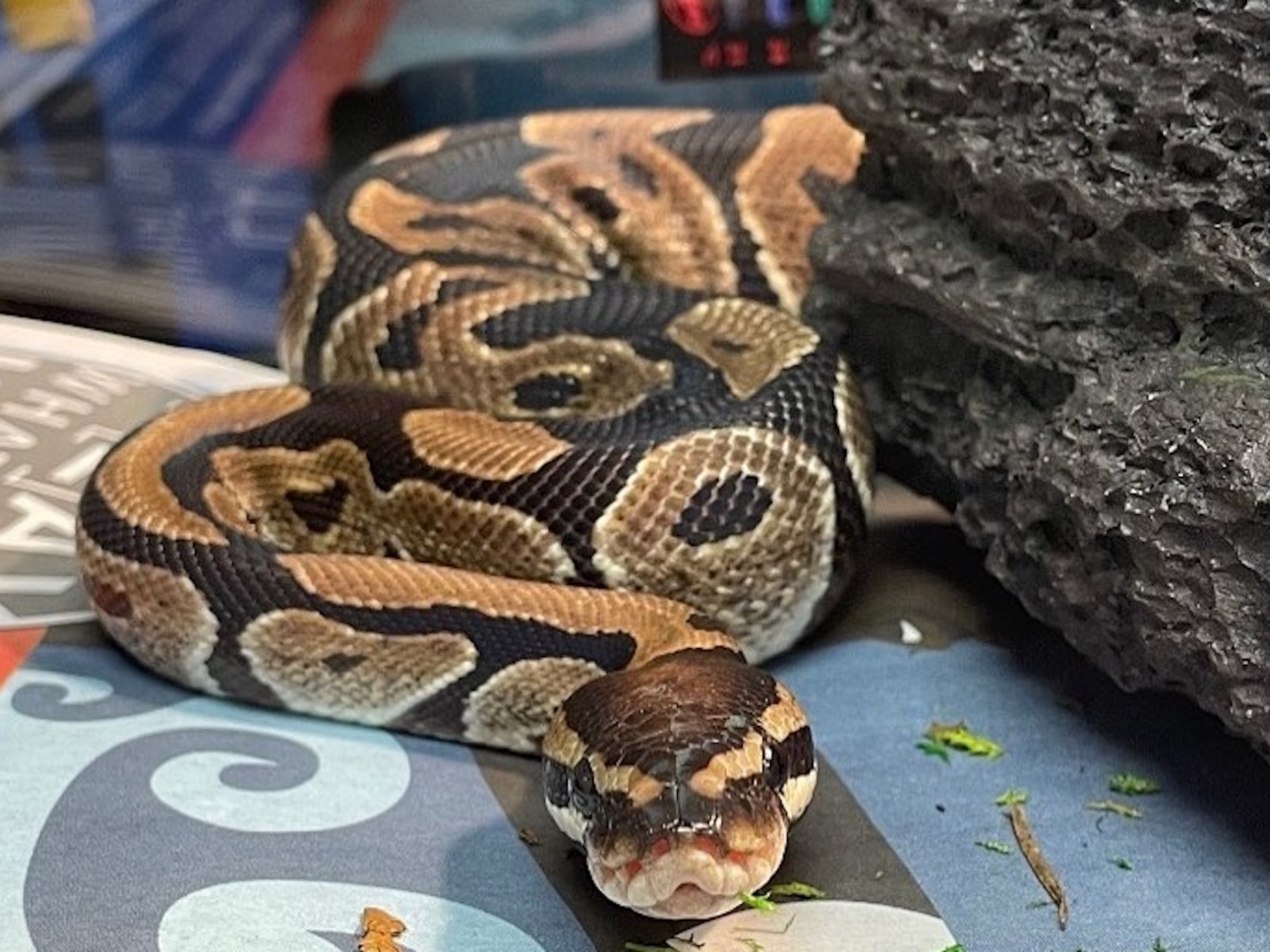 Python Found Chilling in Indiana Walmart, Dubbed 'Wolverine' Python Found Chilling in Indiana Walmart, Dubbed 'Wolverine'