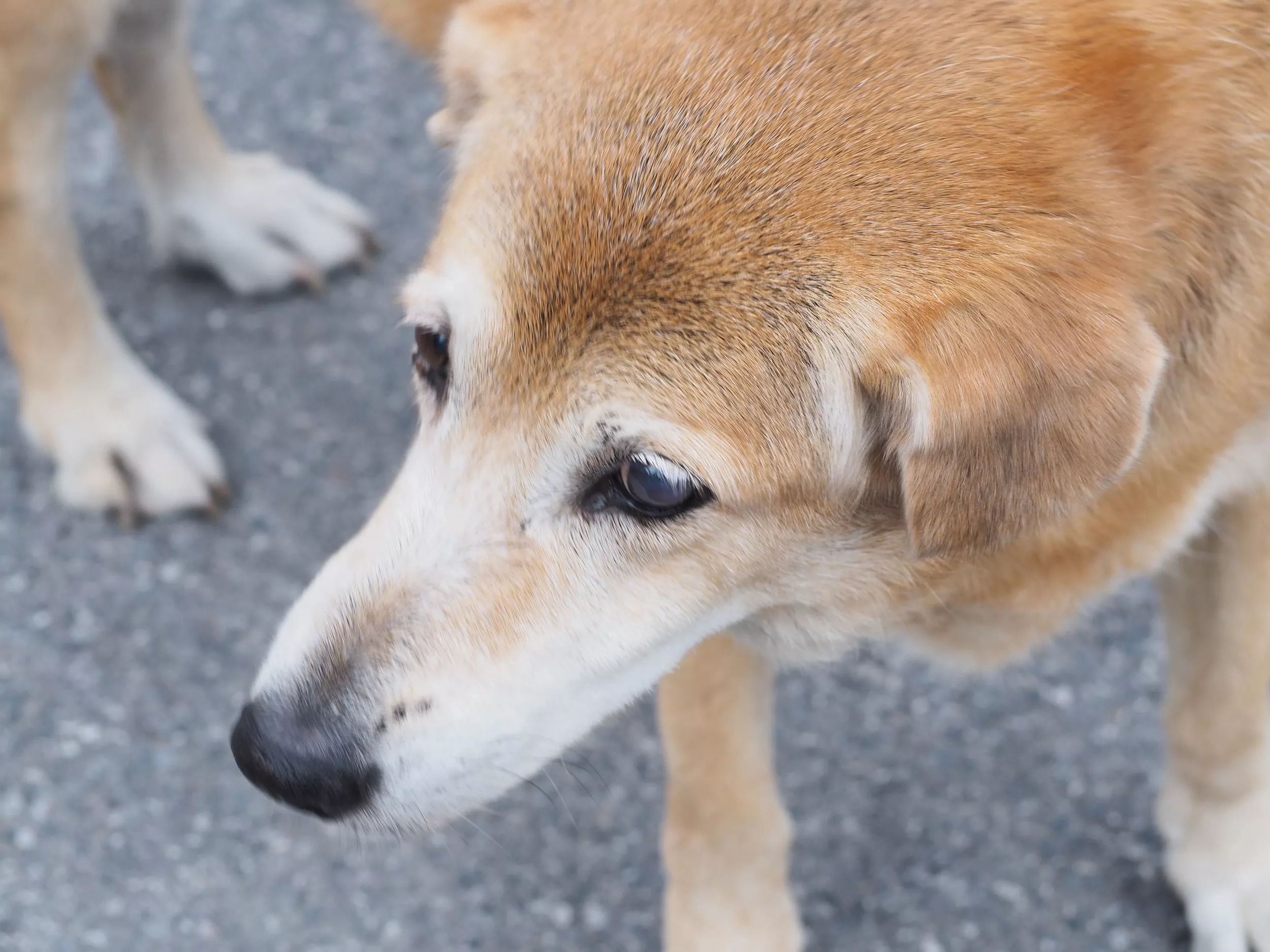 Impossible-To-Catch Dog Becomes Local Celebrity in Town-Wide Hunt - Vimarsana News