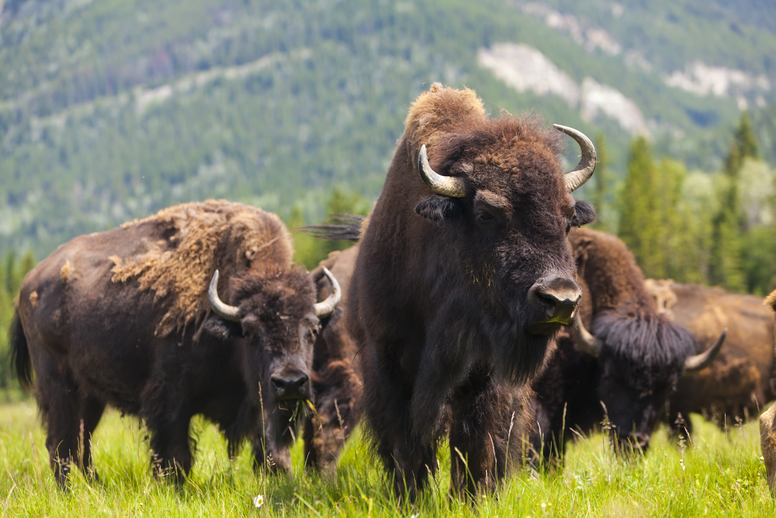 Where Do Buffalo Animals Live