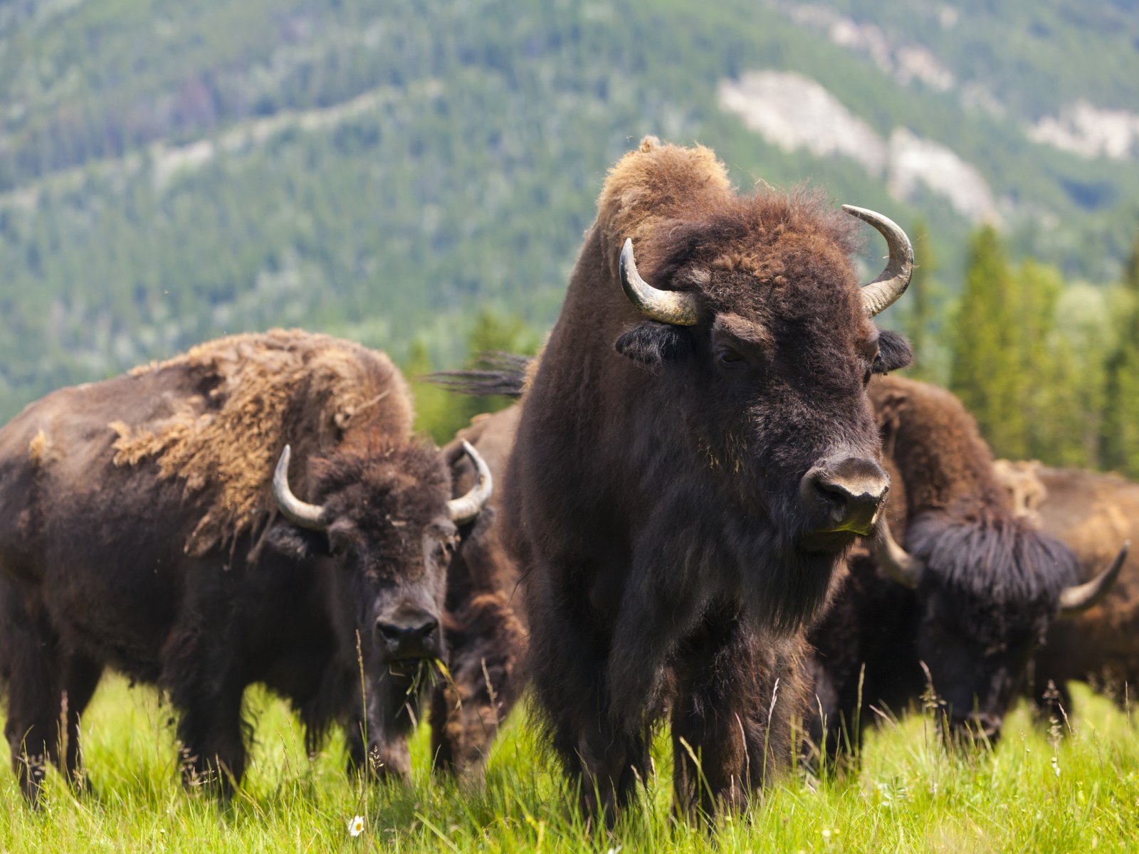 https://d.newsweek.com/en/full/2022891/bison-herd.jpg?w=1600&h=1200&q=88&f=13d1fdbb63231e86ddb05a2ac5fd09f2
