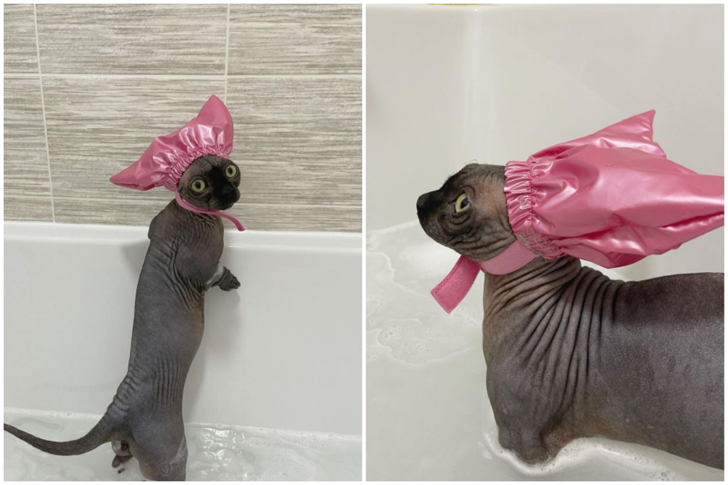 Cat in shop shower cap