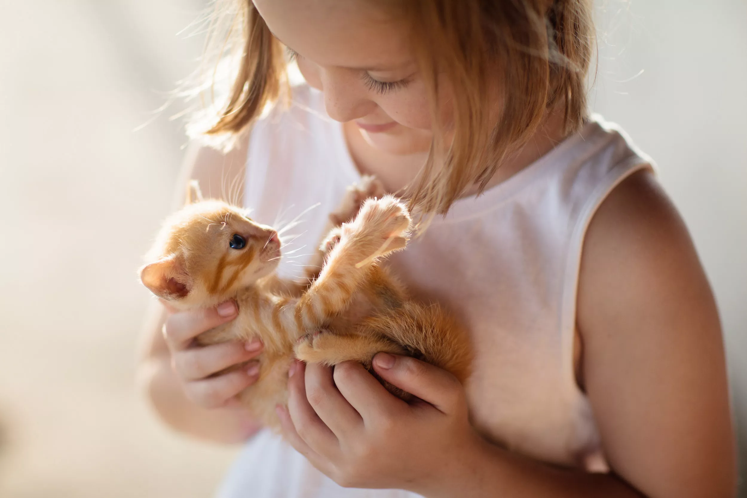 What Kitten to Get Your Child Depending on Their Personality - Vimarsana News