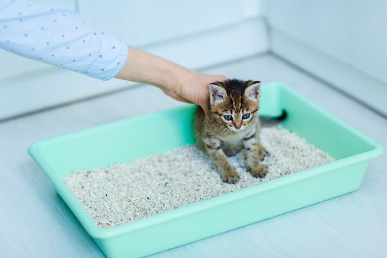 Hand holding a kitten in litter box.