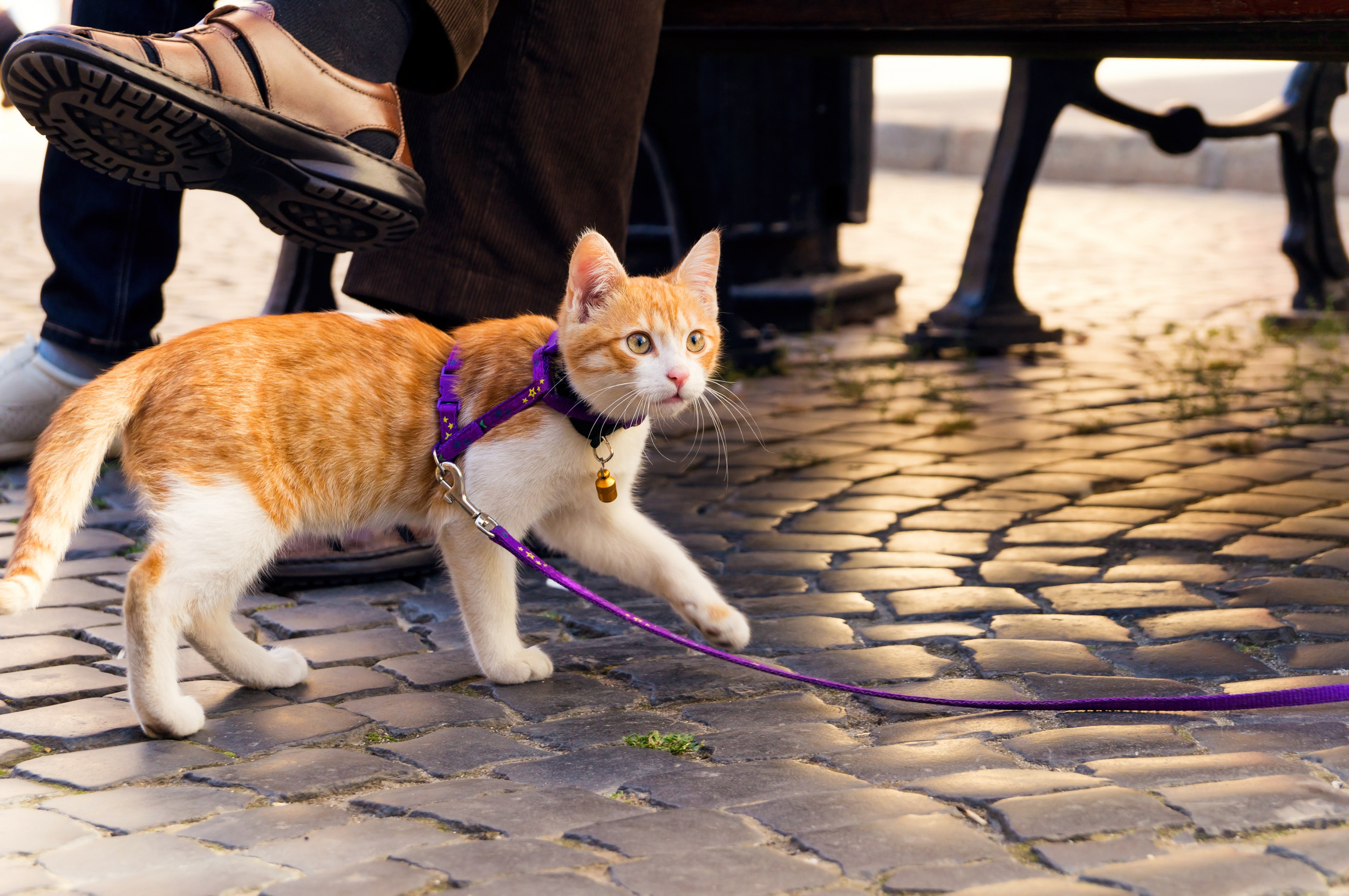 Кошки когда можно на улицу. Коты на поводке. Поводок для кота. Кошка на прогулке. Кошка гуляет на поводке.