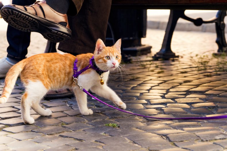 A ginger cat on a leash