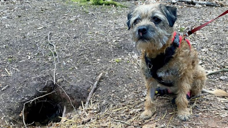 Freda badger den survivor